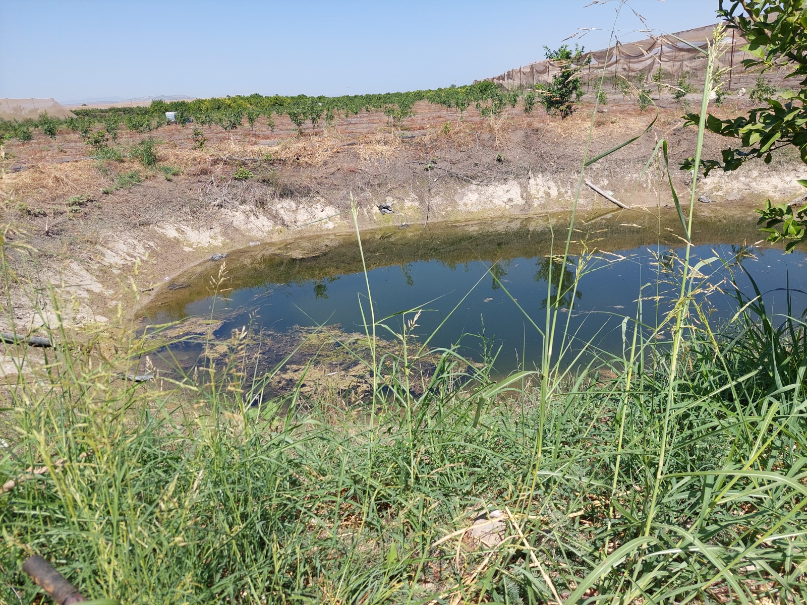 On-farm water storage pond beside drip-irrigated orchards